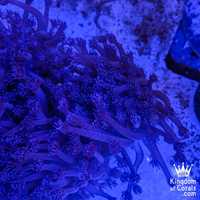 Koralowiec Goniopora #G6