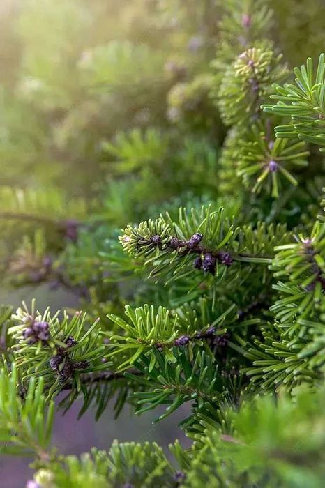 Новорічна Ялиця Нордмана, 120-220 см. Ялинки в горщиках, гурт