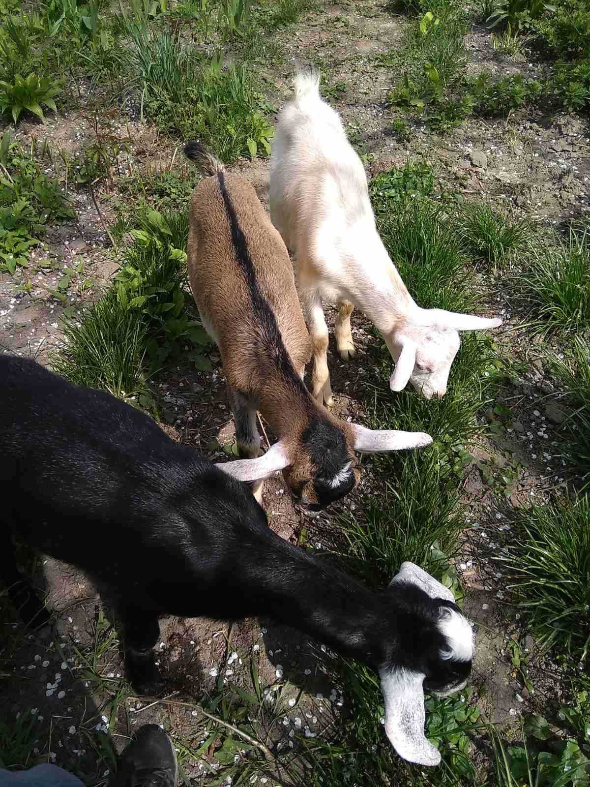 Англо-нубійські козлята, цап(и), коза