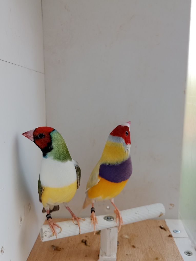 Casais de diamante de gould