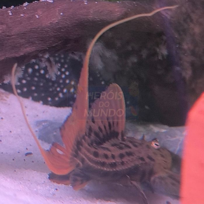 L025 Peudacanthicus Pirarara S. Félix