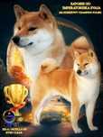 Shiba suczka FCI