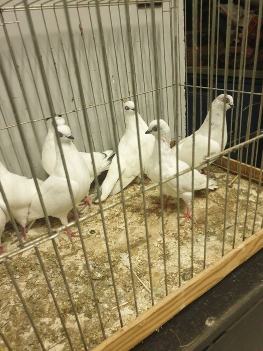 Gołębie ozdobne Winery