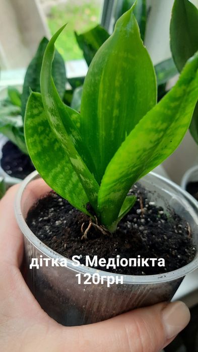 Сансевієрія, Sansevieria