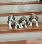 Szczeniak Beagle Sunia