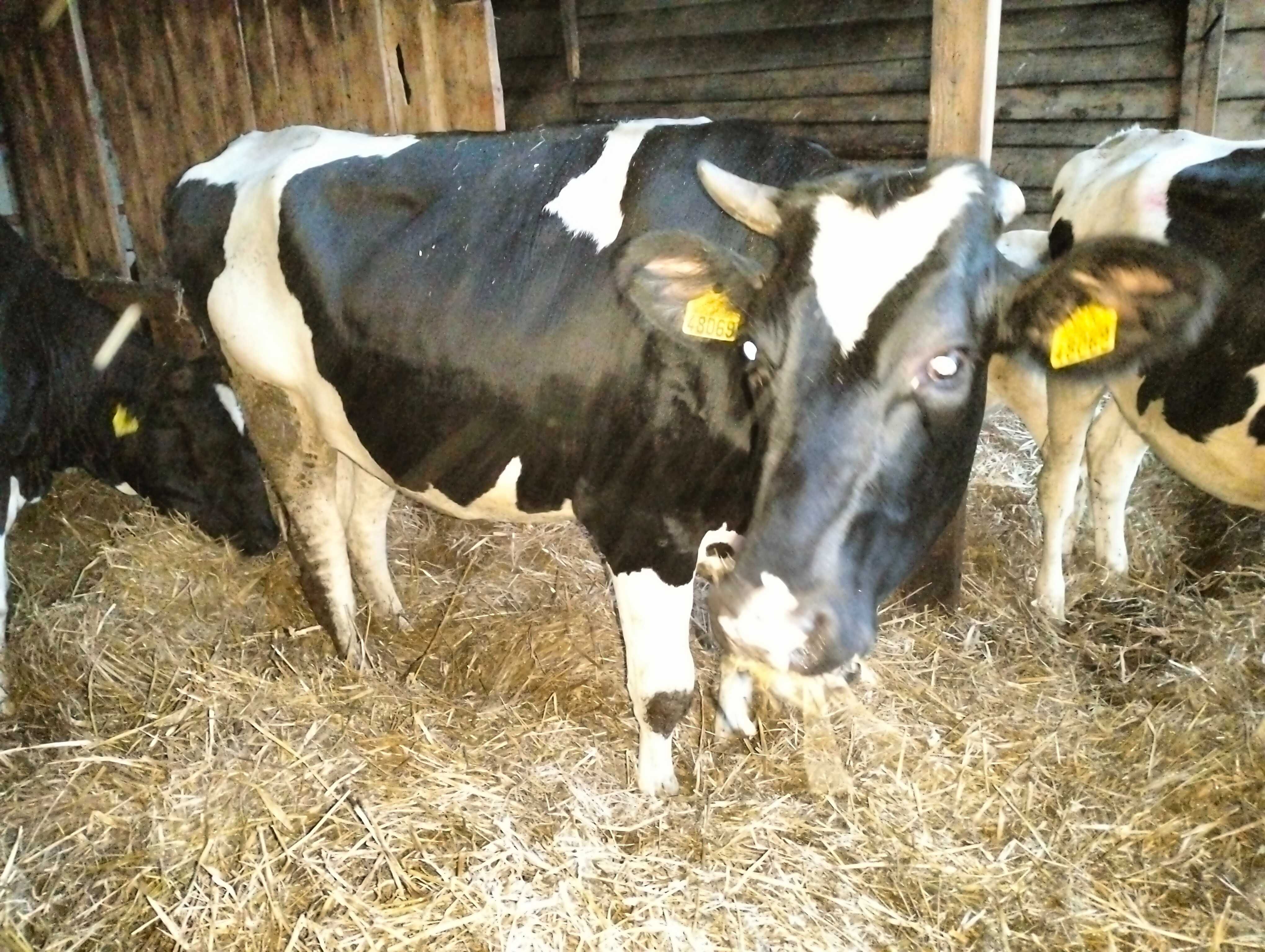 Sprzedam 2 jałówki do zacielenia i jedna pokryta