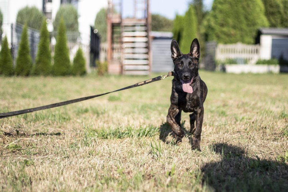 Owczarek holenderski suczka szczeniak linia użytkowa pracująca