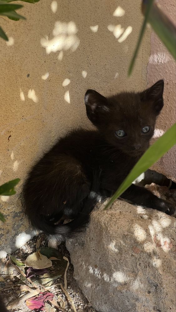 Gatos para adoção (ler condições)