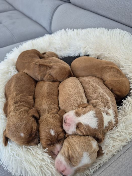 Cockapoo f1 Cocker spaniel & Pudel