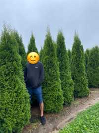 Tuja thuja szmaragd 250cm PRODUCENT‼️