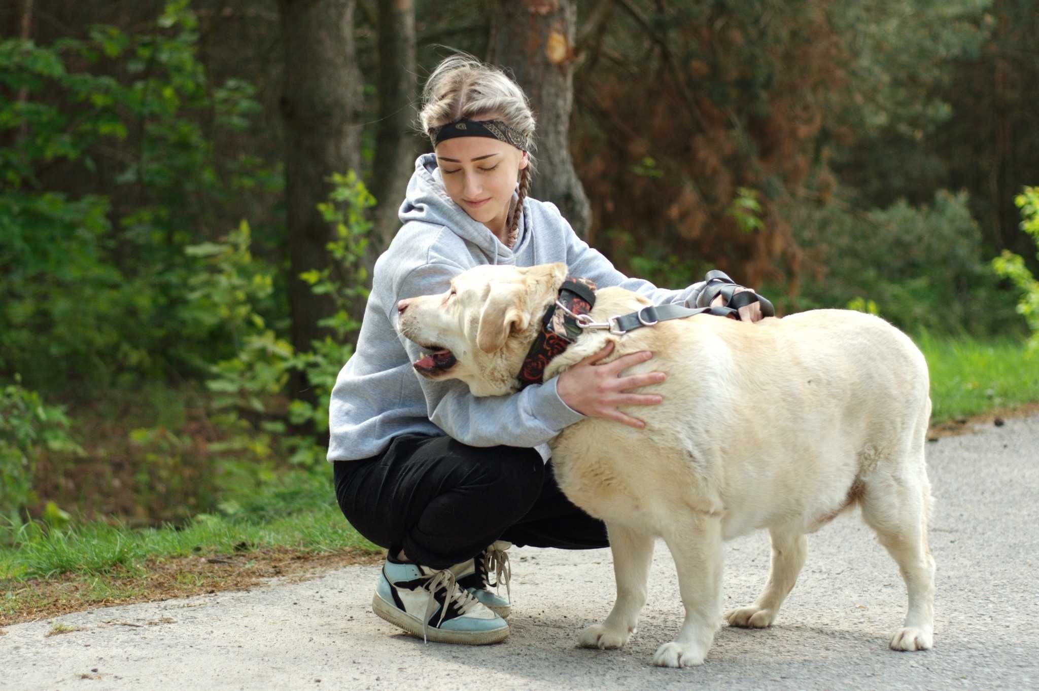 HENIX - cudowny psiak w typie Labradora do pilnej adopcji