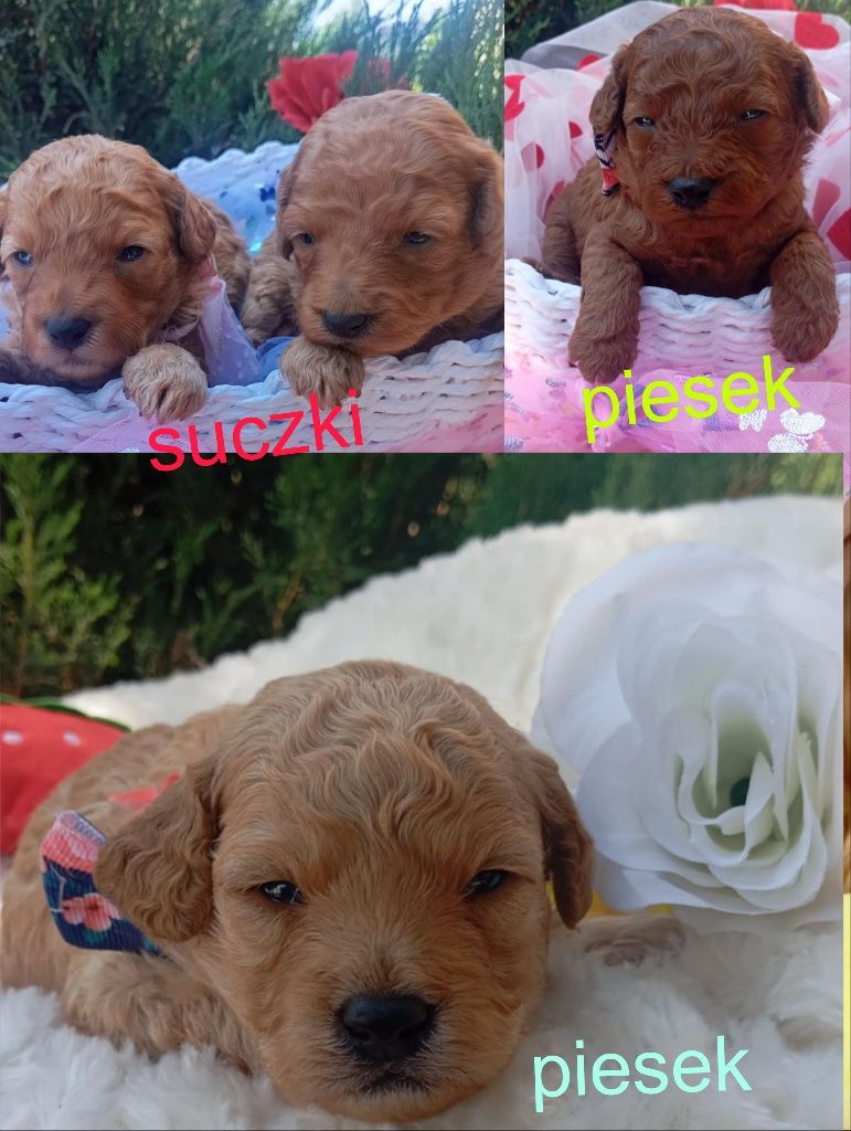 Pudel miniaturowy Piesek do Rezerwacji