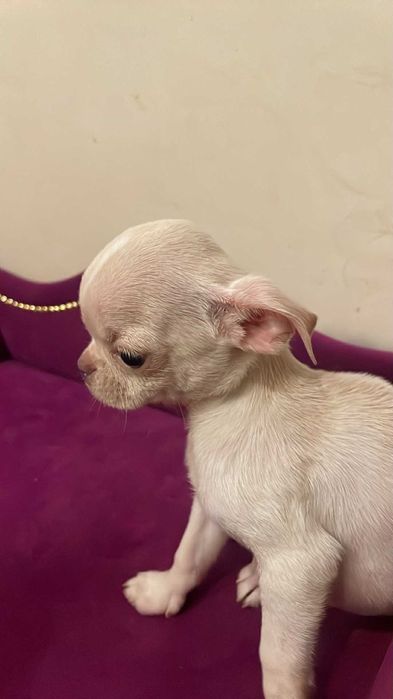 Chihuahua piękny chłopczyk gotowy do odbioru