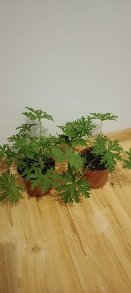 Pelargonia pachnąca 2szt