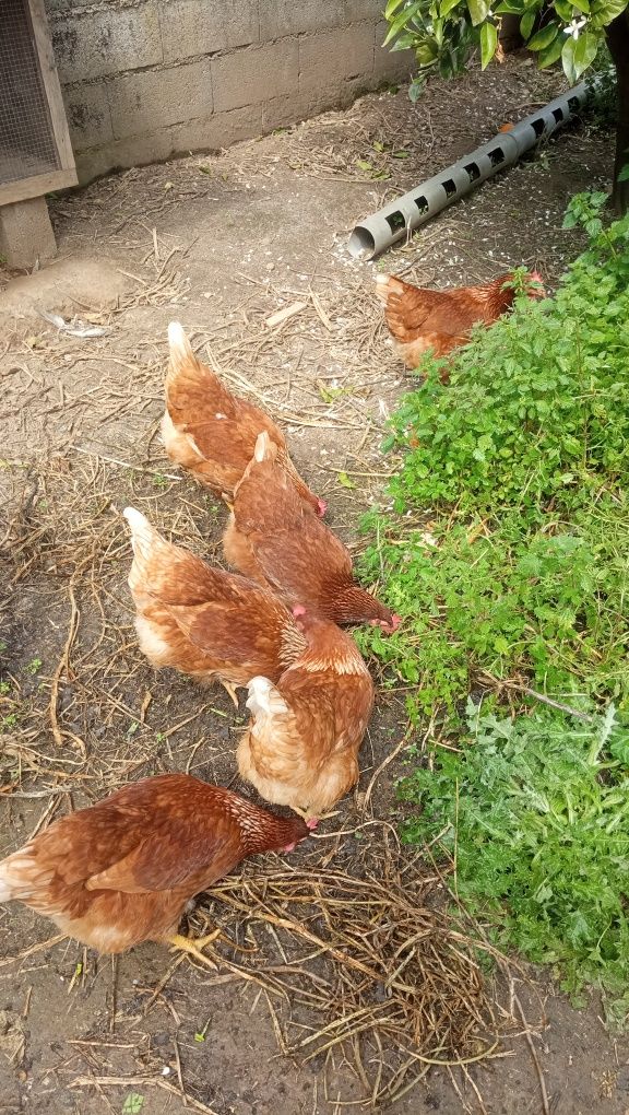 Ovos para consumo