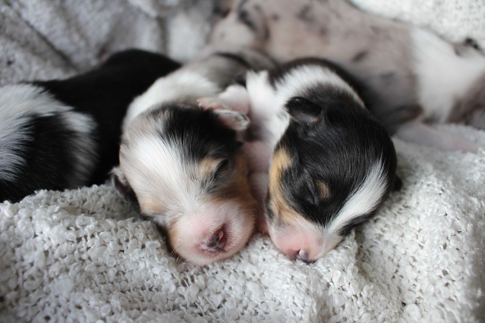 ZAREZERWOWANY owczarek szetlandzki blue merle ZKwP FCI sheltie
