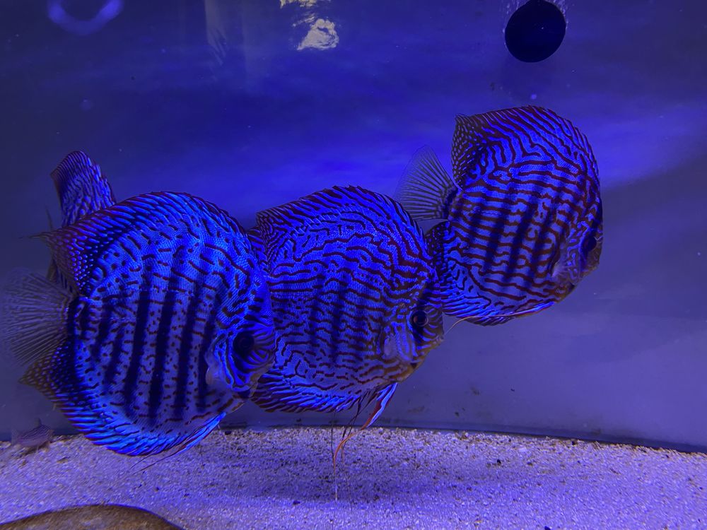 Paletki Red turkus linia Piwowarski dyskowce własna hodowla 7 cm