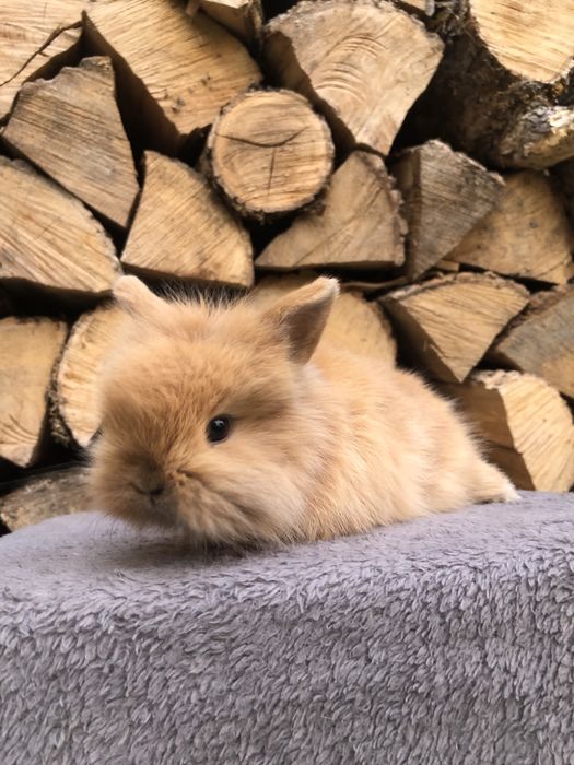 Królik miniaturka karzelek Teddy długowłosy