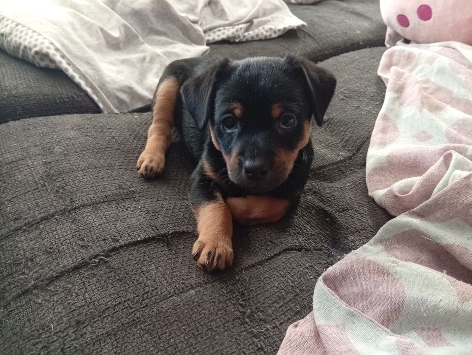 Suczka sunia oddam w dobre ręce szczenię