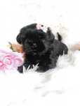 GOTOWA DO ODBIORU Śliczna suczka Shih-Tzu szuka nowego domku