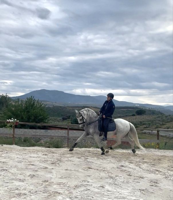 Cavalo PSL com escola