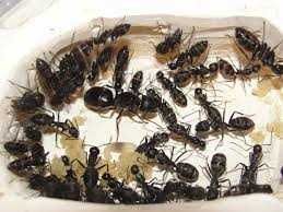 Мурахи Camponotus japonicus – купити з фермою, доставка Нова Пошта