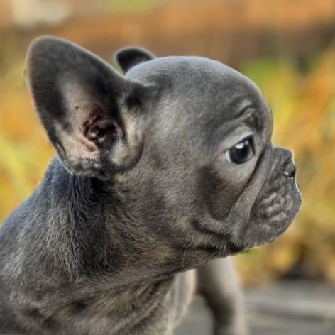 Цуценя Бульдог французький блакитний голубий