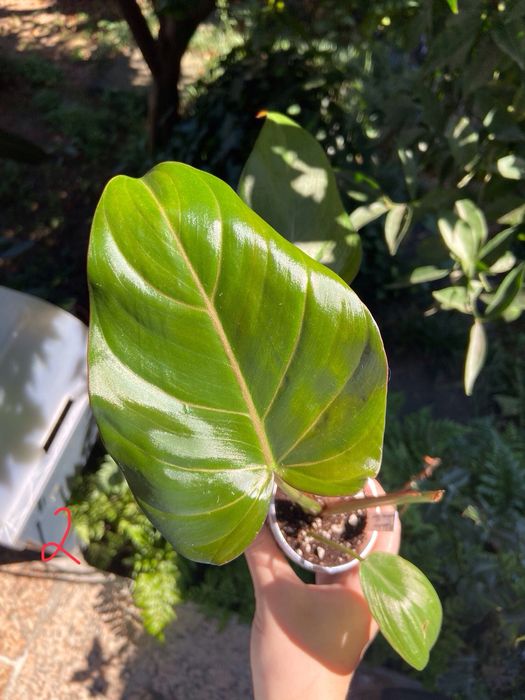 Philodendron Summer Glory