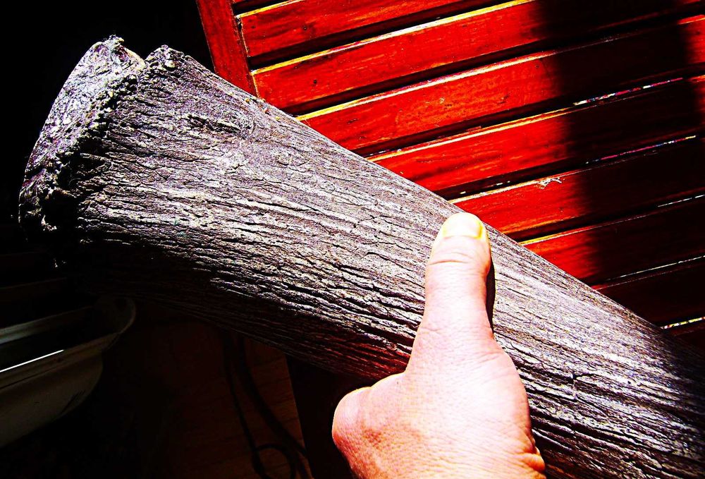 Gigantyczny Róg Tur? Pra Żubr 80cm Waga 5 kg z Litwy 1000 lat?