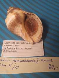 Muszla  Stramonita haemastoma f.consul