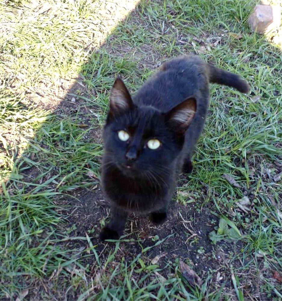 Чорний котик (кошеня) 6-7 місяців в добрі руки
