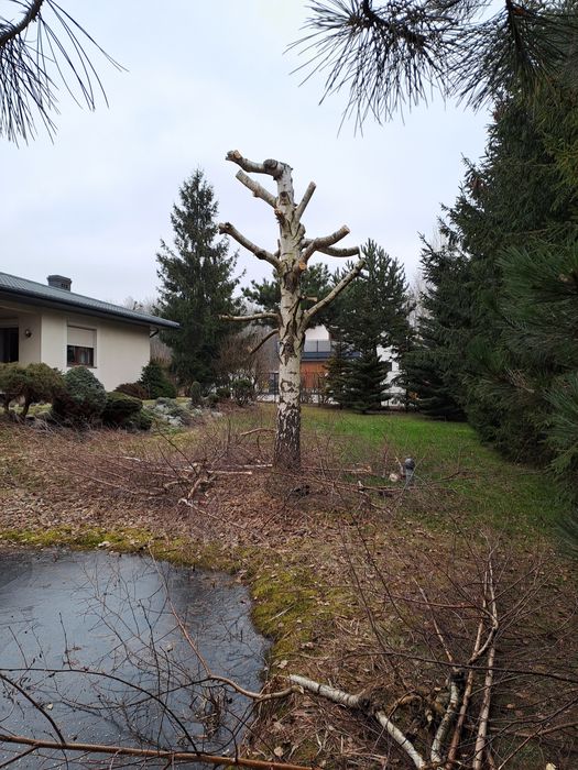 Frezowanie pni koszenie traw