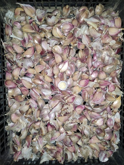 Czosnek zimowy Harnaś, Lubasza ząbkowany