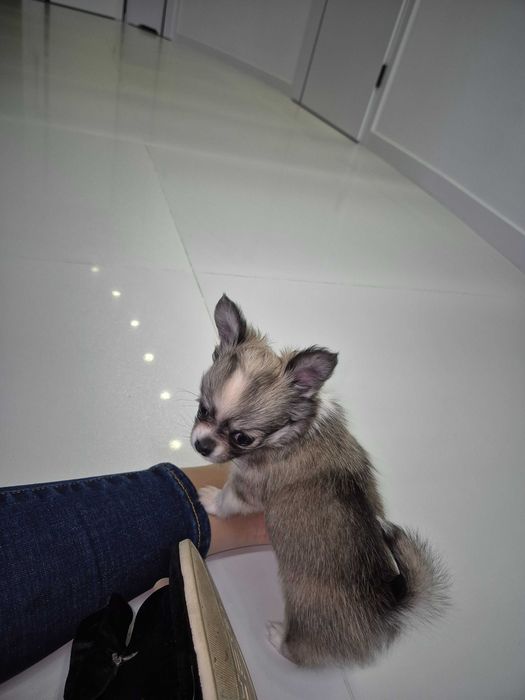chihuahua długowłosa-piesek