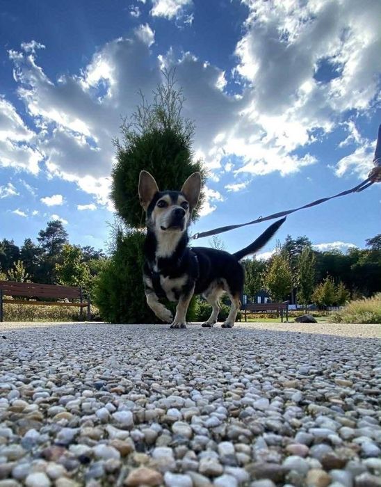 Mały Piesek do adopcji