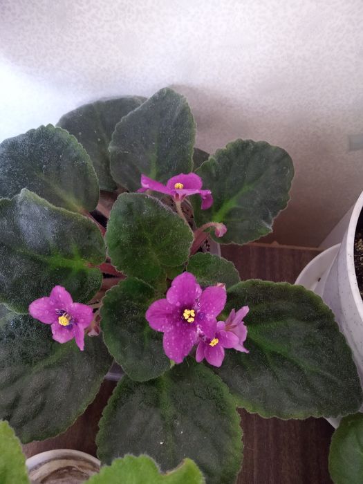 Продажа красивых фиалок