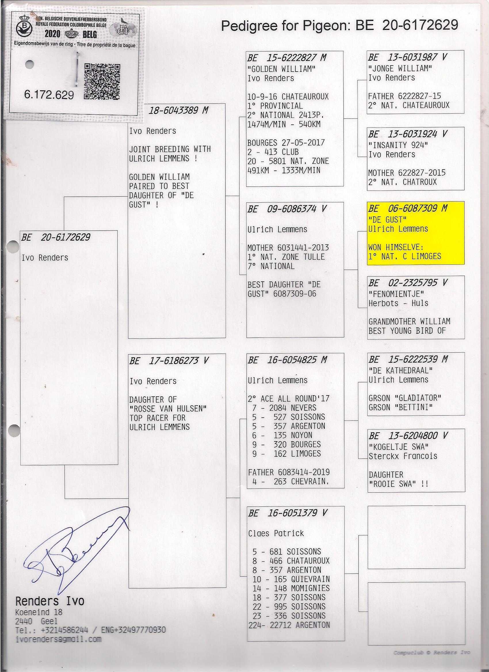 Młode Para 112 Oryg Ivo Randers x Dirk Van Dyck gołąb gołębie pocztowe