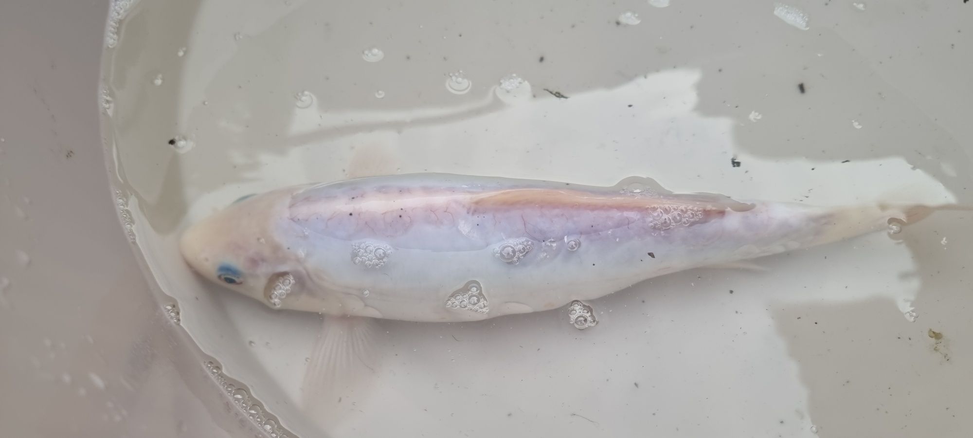 Carpa Koi - 28 cm