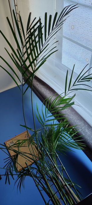 Palma Areka złotowiec sprzedam