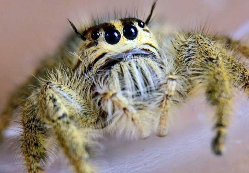 Skakun hyllus diardi