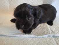 Sunia Yorkshie Terrier