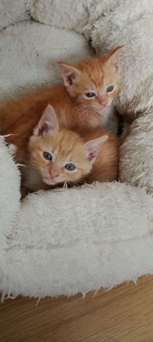 Gatinhas bebés para adoção conjunta