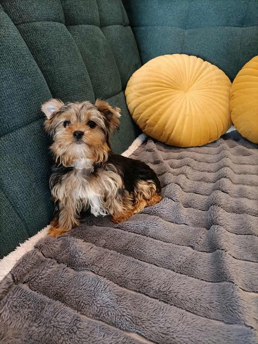 Yorkshire terrier sunia
