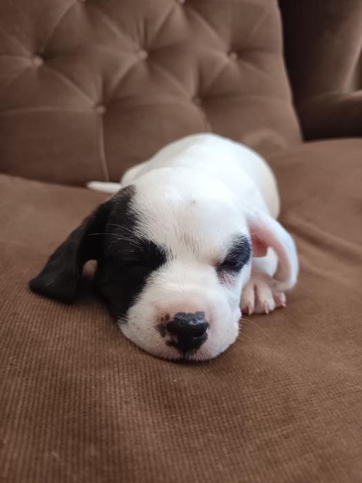 Cadela para adoção respnsavel