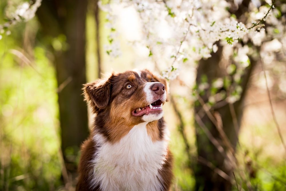 Owczarek australijski