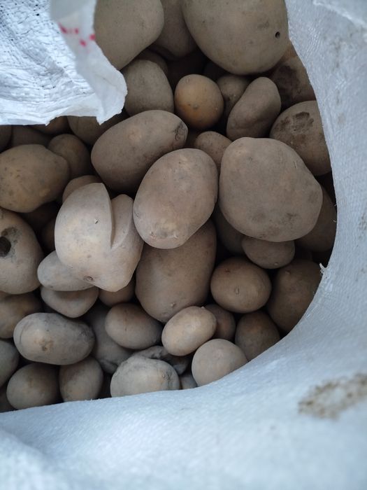 Ziemniaki odpady 0.20 gr/kg