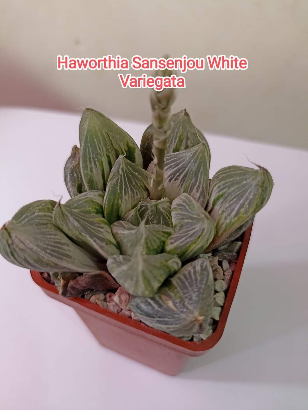 Haworthia Sansenjou White Variegata