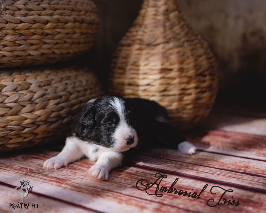 Psiatry FCI Border Collie suczka czarno biała