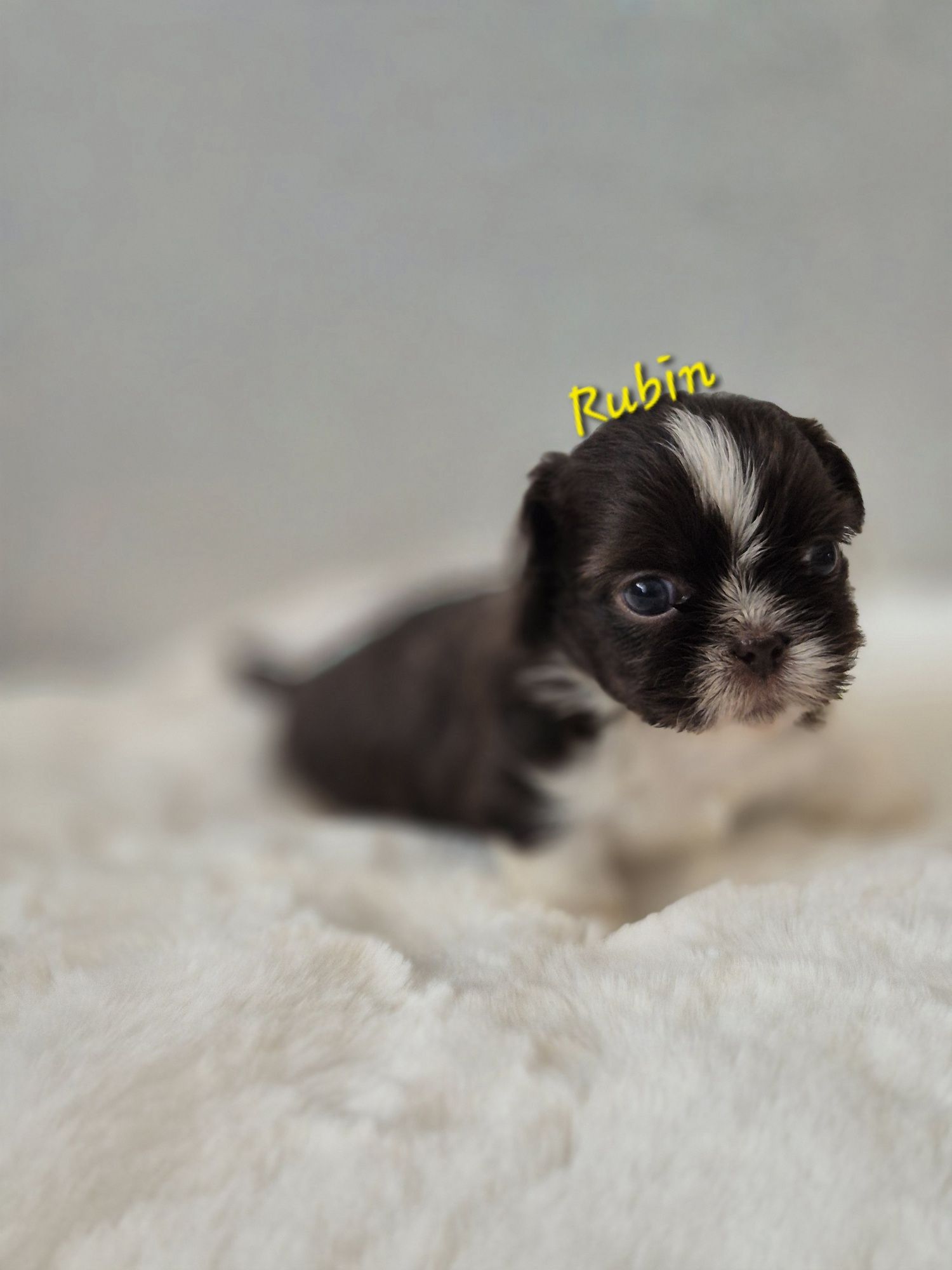 Shih tzu Rubin cudowny