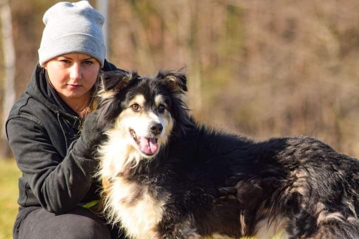 Psiak z piękną urodą szuka stabilnego Domku! Adoptuj!